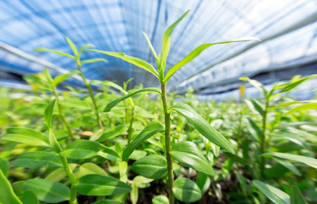 USDT钱包官网铁皮石斛