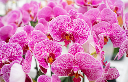 USDT钱包官网精品蝴蝶兰